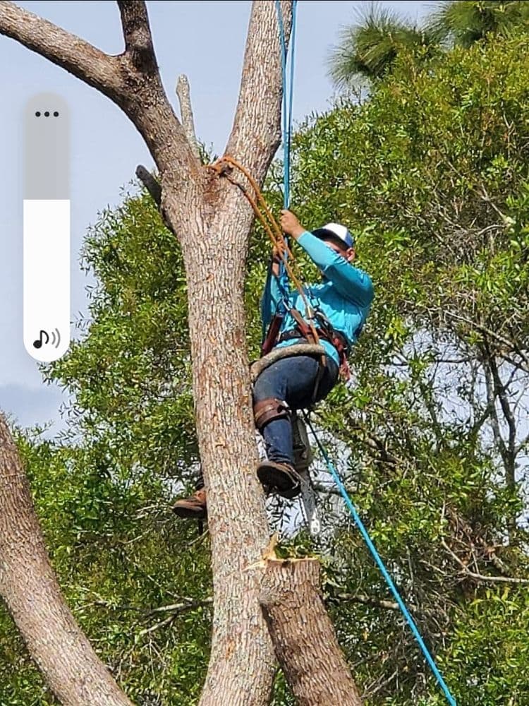 Big Kountry Tree Service