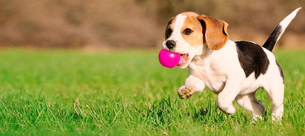 Hairy's puppies world