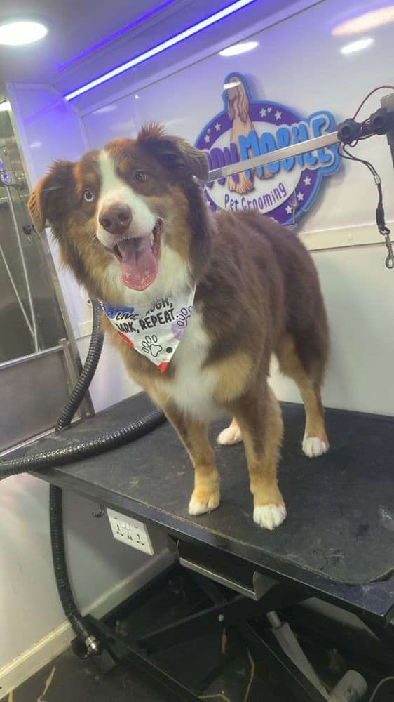 Buddy Mobile Pet Grooming