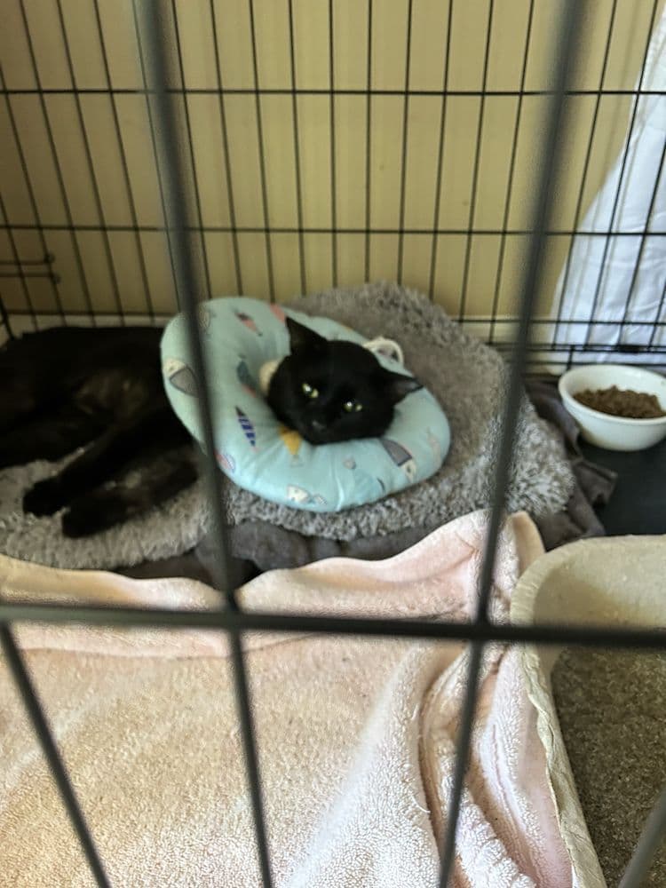 Love for Cats & Trapping Rescue