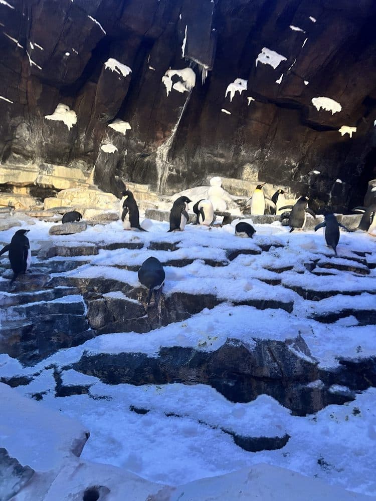 Antarctica: Empire of the Penguin