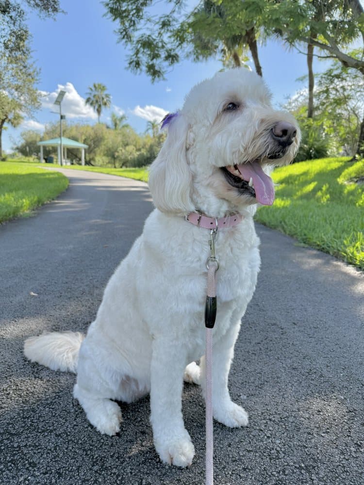 Four Paws