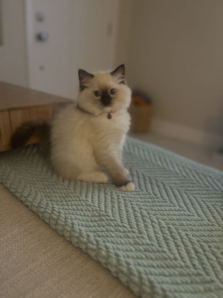 Tampa Ragdolls