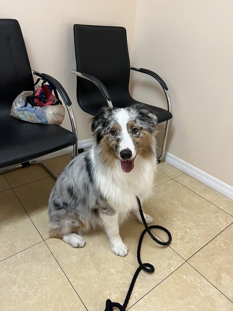 Grove Animal Hospital