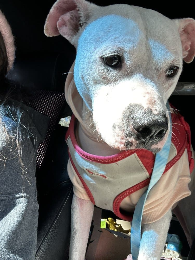Tuscawilla Animal Hospital