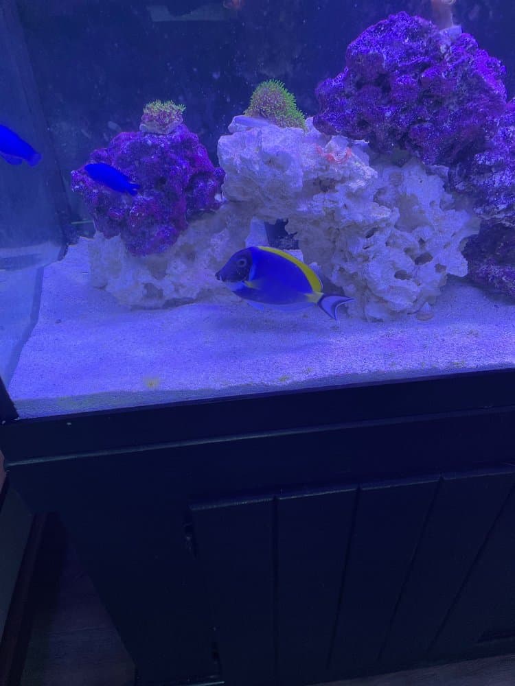 Fish & Other Ichthy Stuff