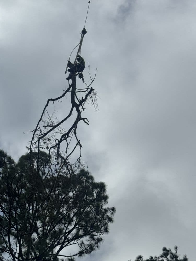 Arbor Tree Service & Landscaping