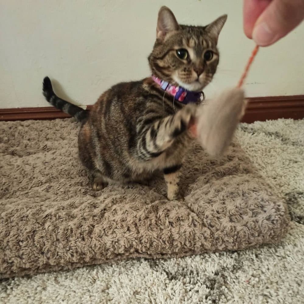 Kemp Pet Sitting