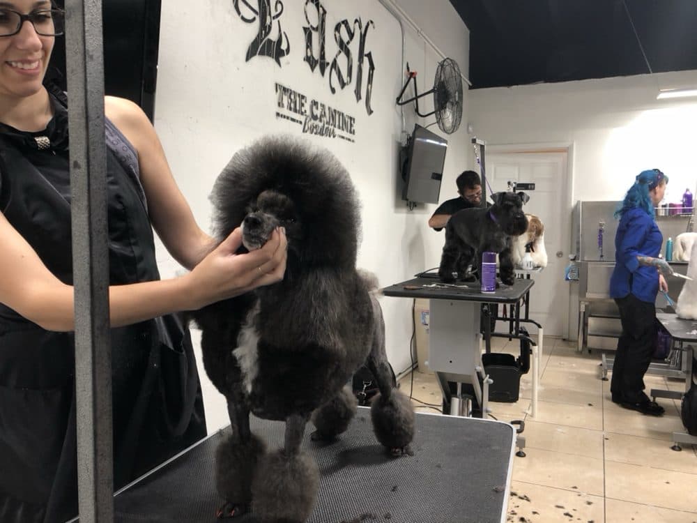 Best In Show Pet Spa