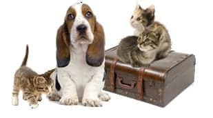 Pet Travel Store
