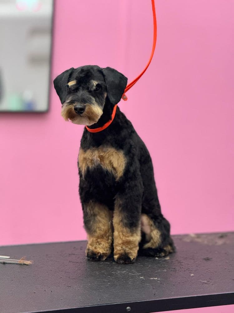 Pet Glam Spa
