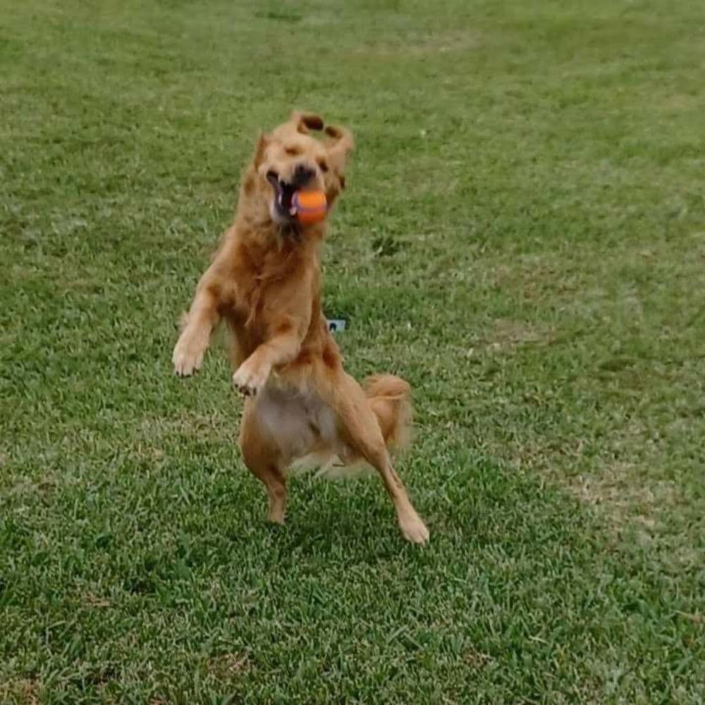 Doggy Doodle Stuff Pet Care Services