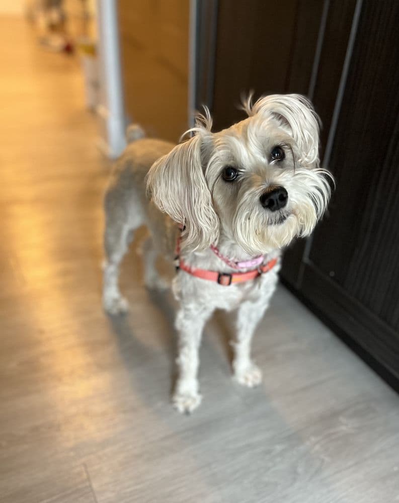 Marina District Pet Care