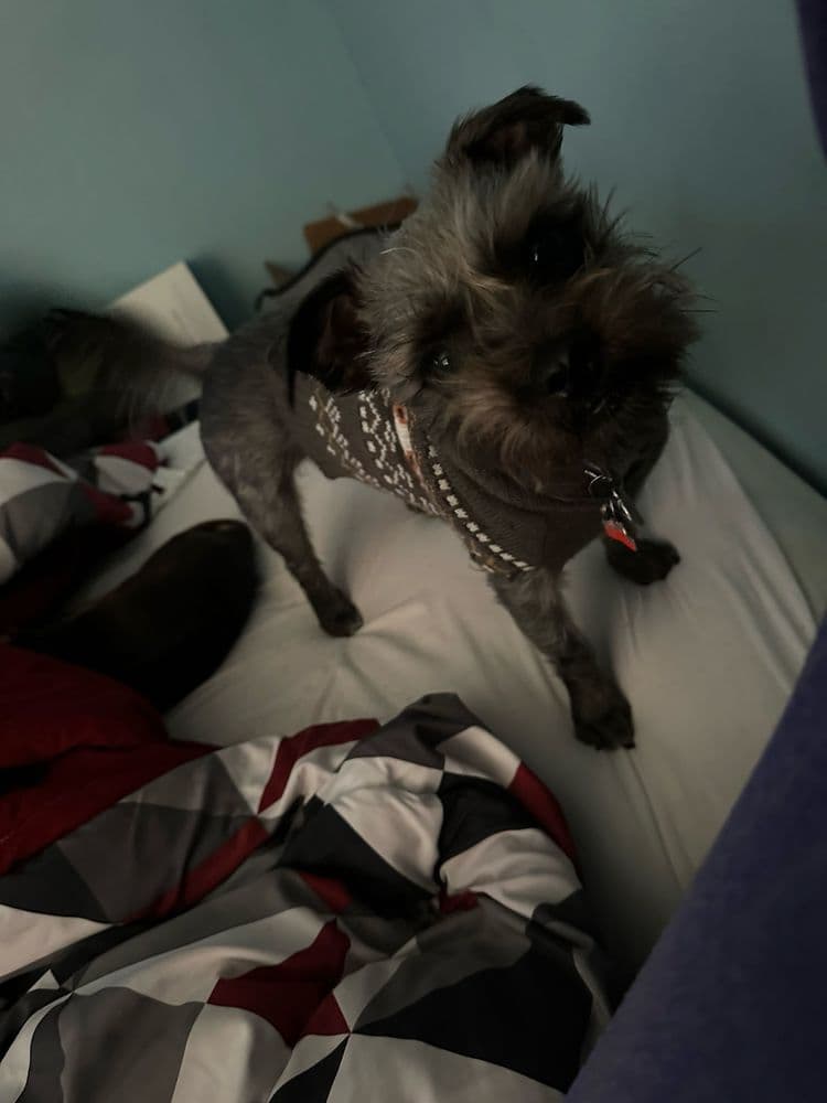 Cuddly Critters
