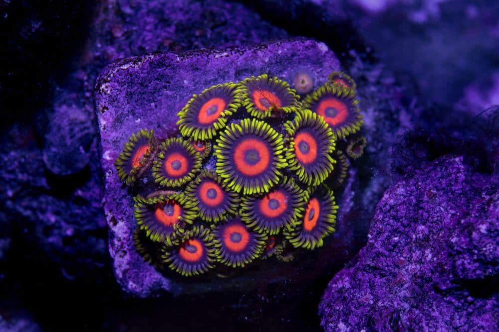 Hydros Aquatics