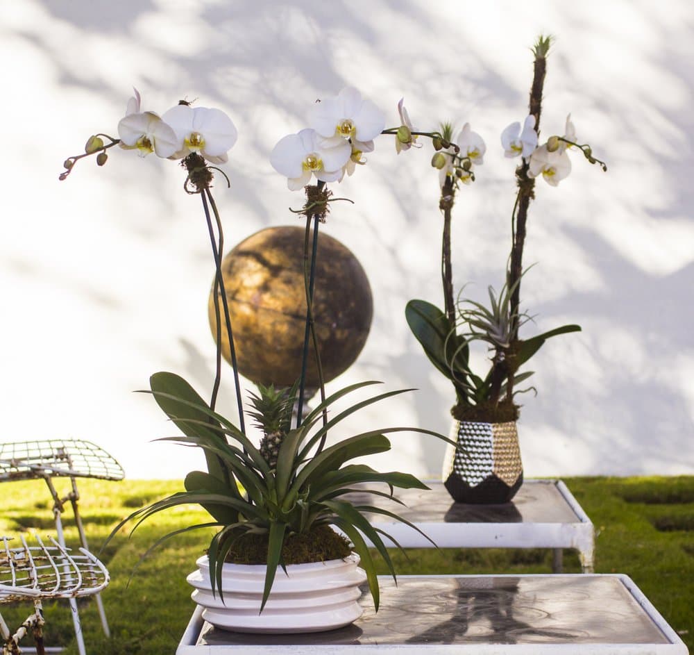 Boutique Orchid