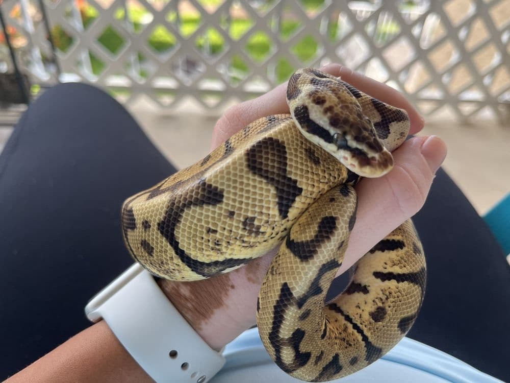 Snakes At Sunset