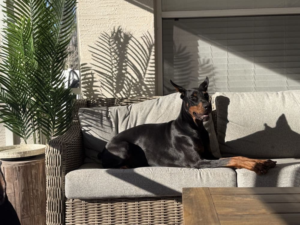 Jacksonville Veterinary Surgery and Orthopedics