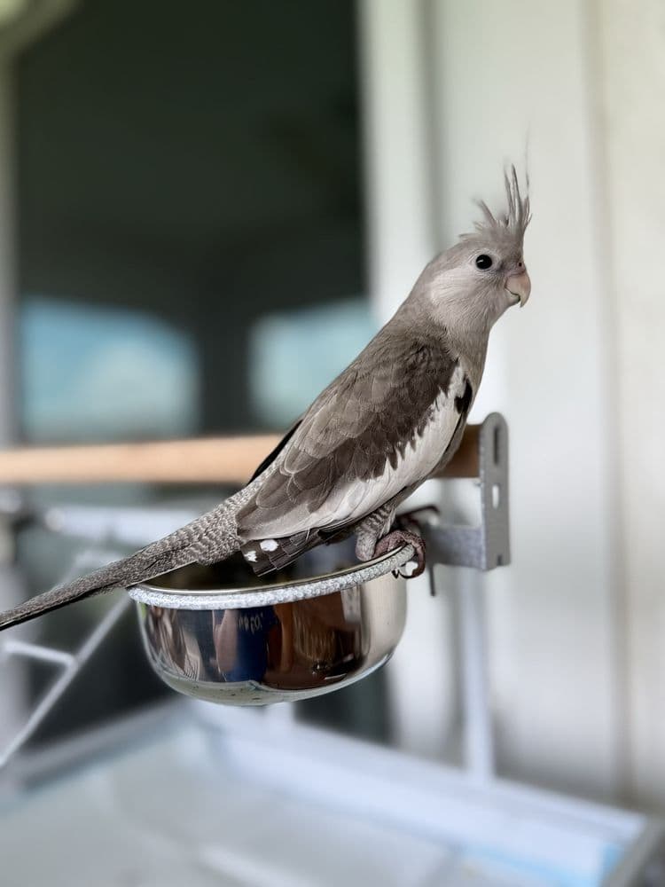 Palenzuela Feed Pet Store
