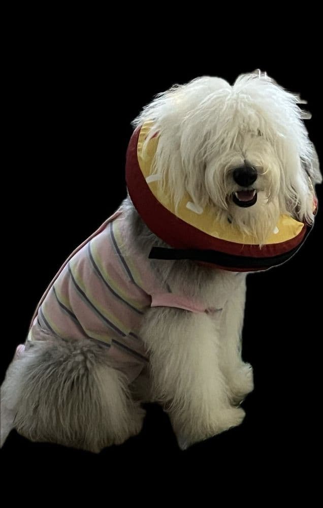 Plantation Animal Hospital of Tampa