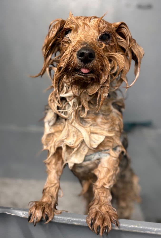 Ruby Roo’s Grooming