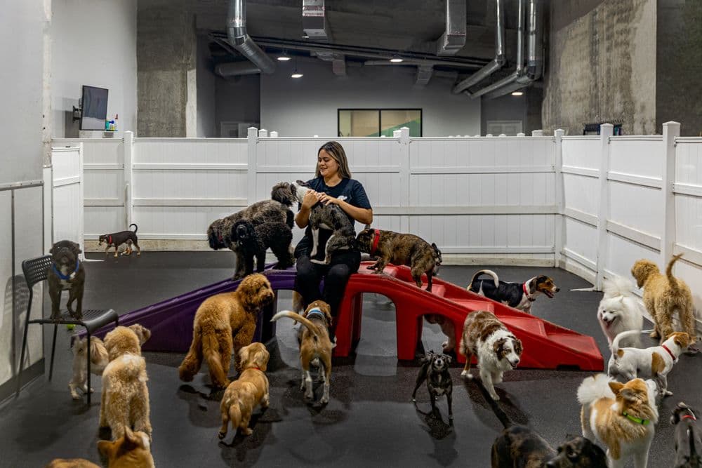 Dog Hotels  - Brickell