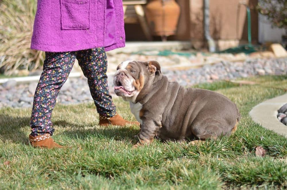 Bulldog Puppies For sale