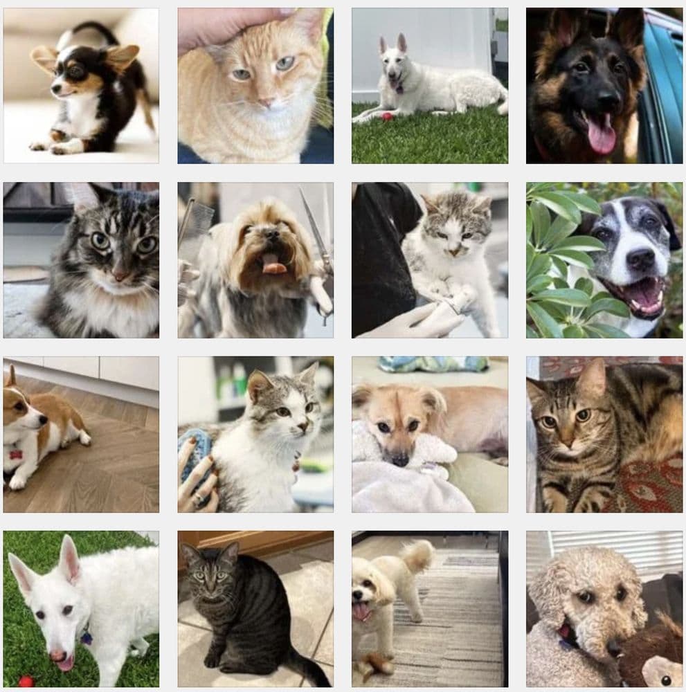 House and Hound Care Pet Sitting