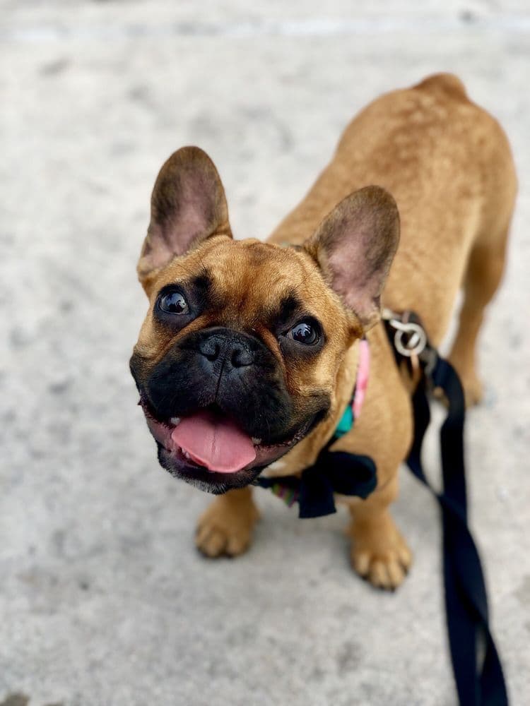 DOGGIE VIP - Miami