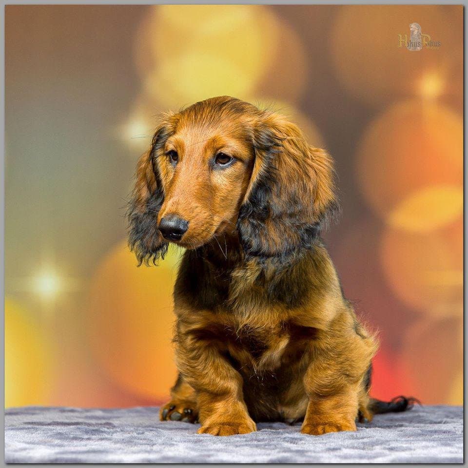 Dachshunds Of Castleshield