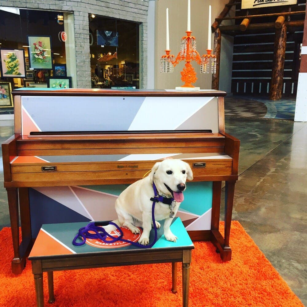 Orlando Dog Wizard