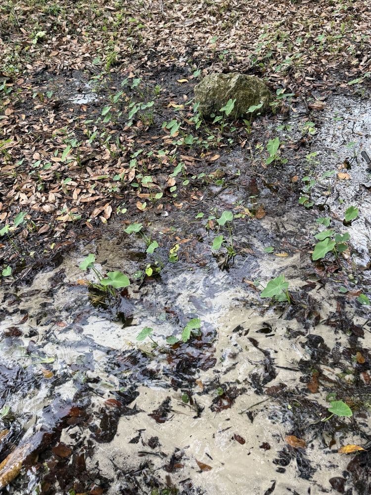 Purity Springs Park