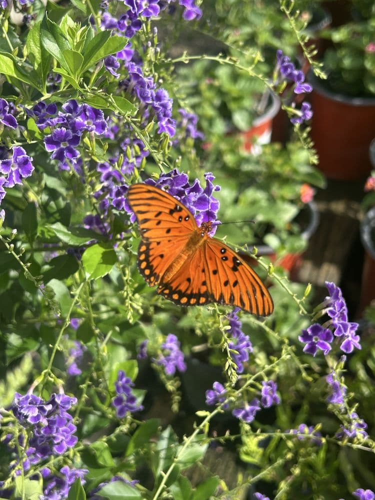 Driftwood Garden Center & Florist