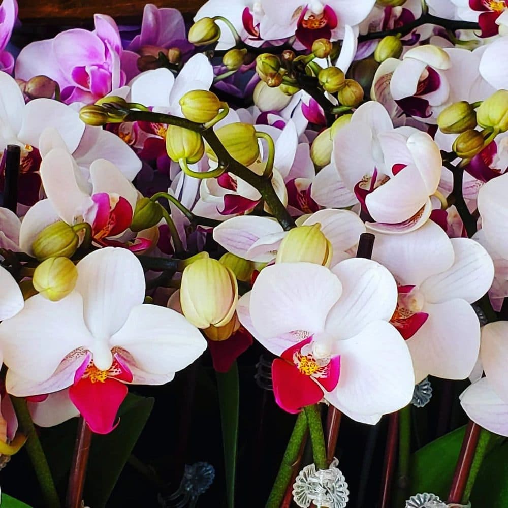 Mr Orchid