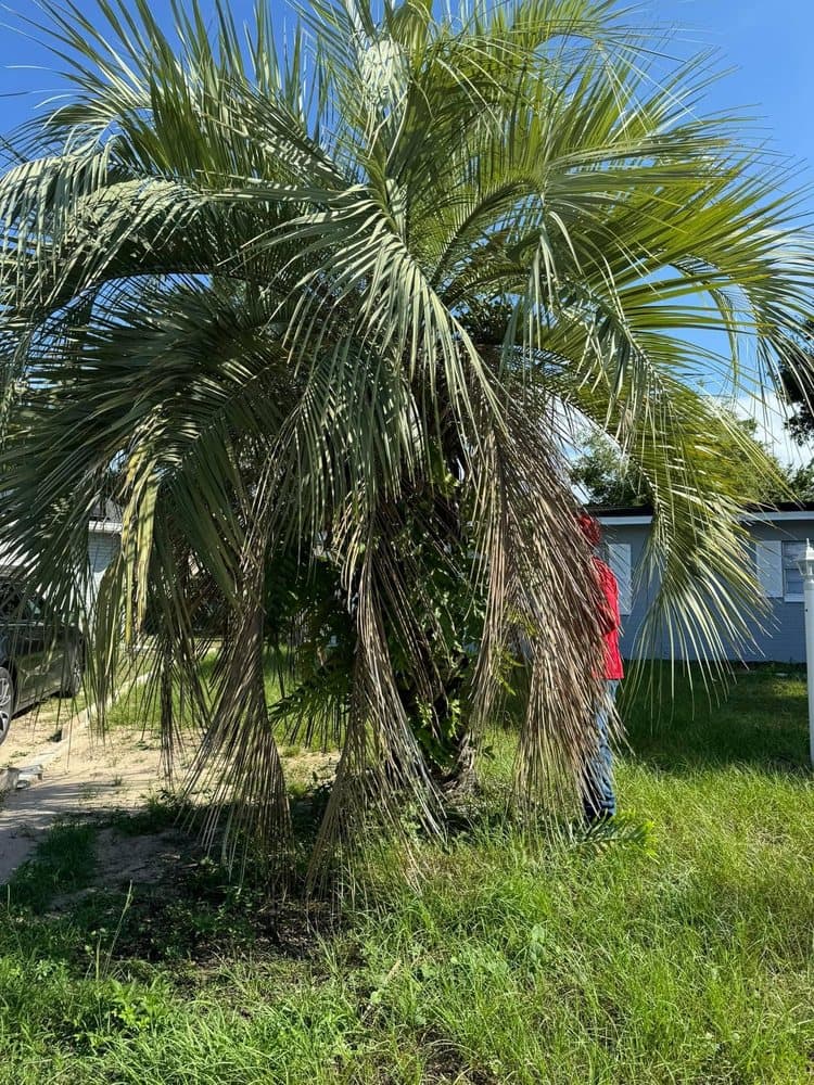 Zambrana Lawn Care