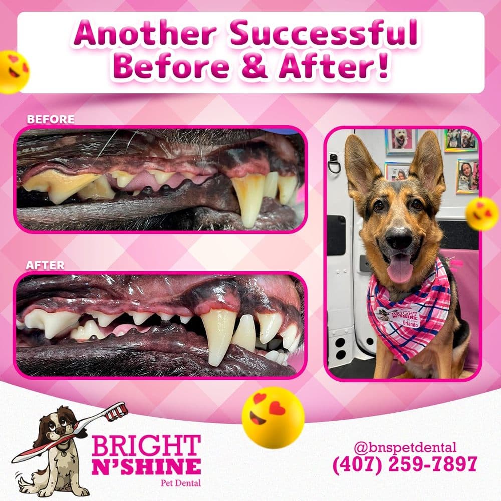 Bright n Shine Pet Dental - Tampa