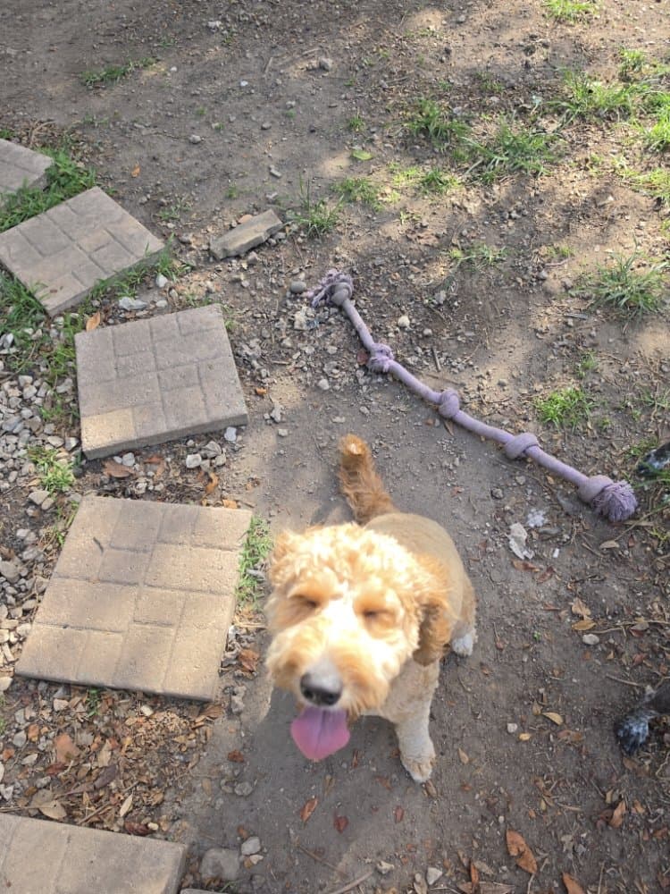 Kdd Canine Training & Care