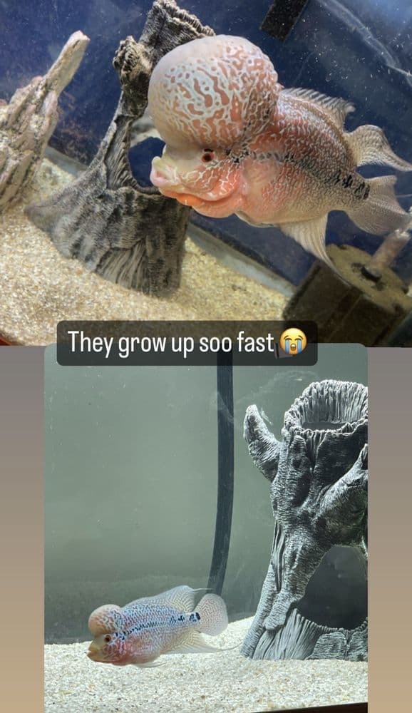 Boardroom Aquatics