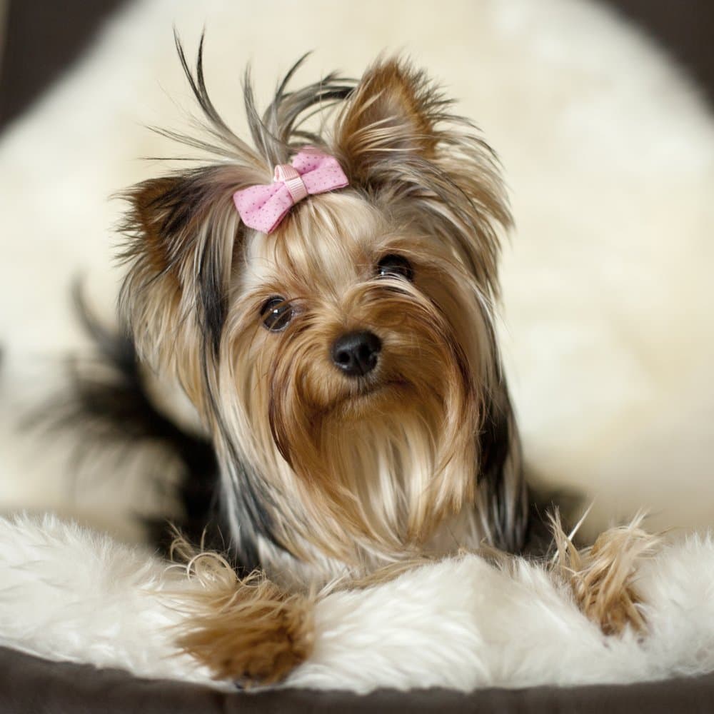 Live-pawsitively