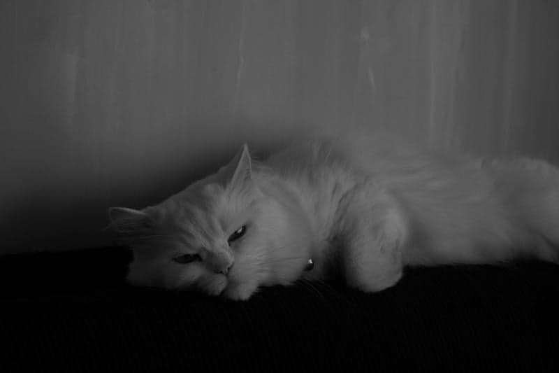 Pet Care by MaFe