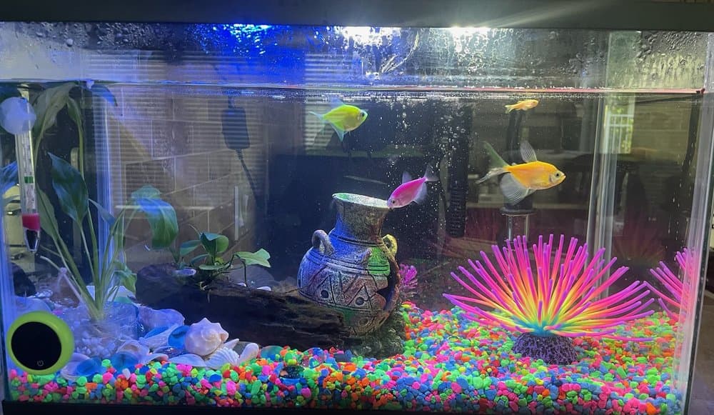 Pet Supermarket