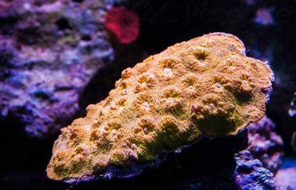 Fish & Coral Paradise