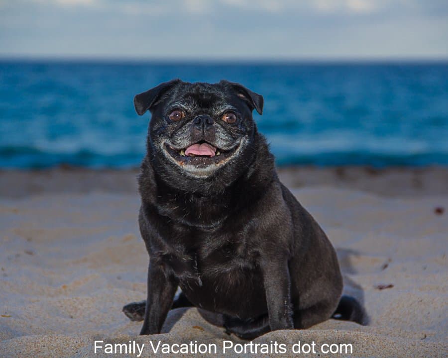 Family Vacation Portraits