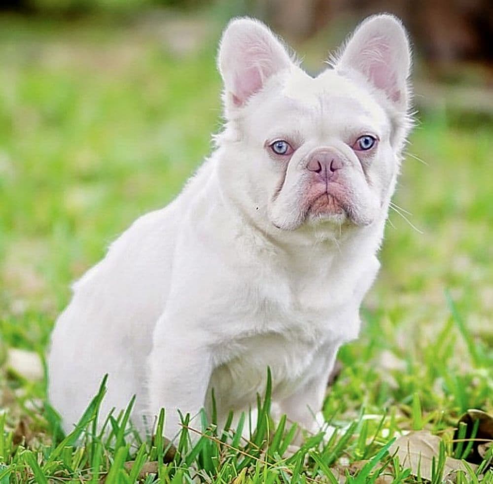 Bulldog Miami 305