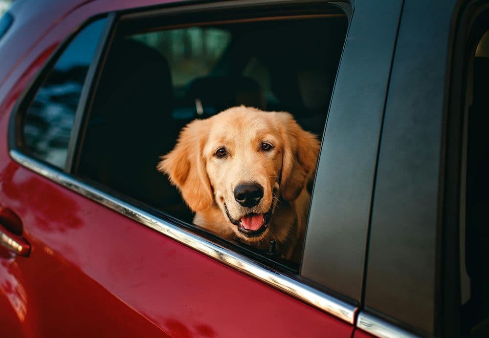 All American Pet Transport