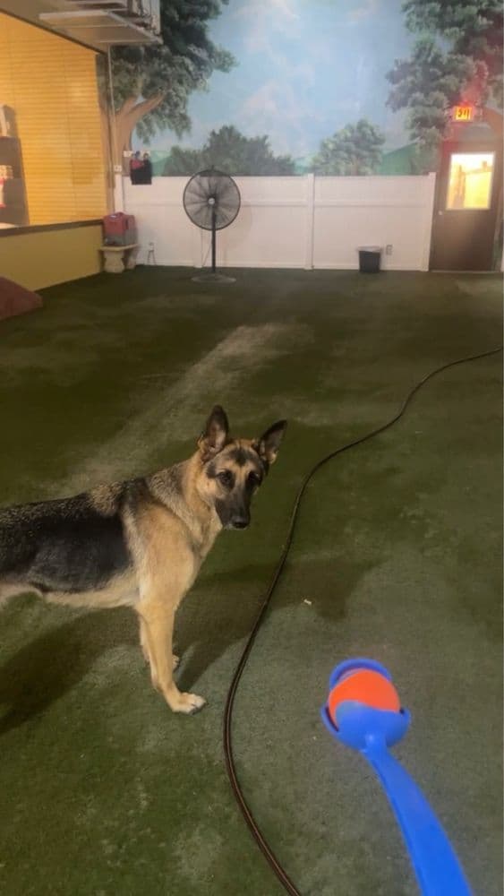 Royal Pets Market, Resort, Veterinary Center