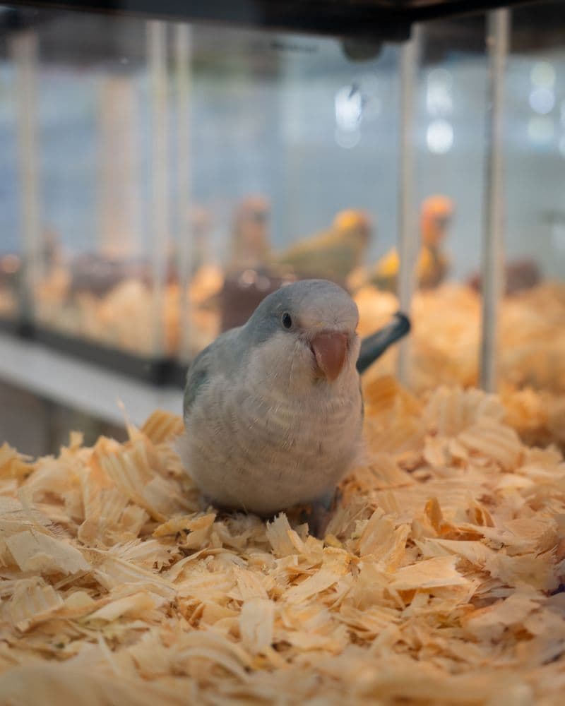 Pets kingdom