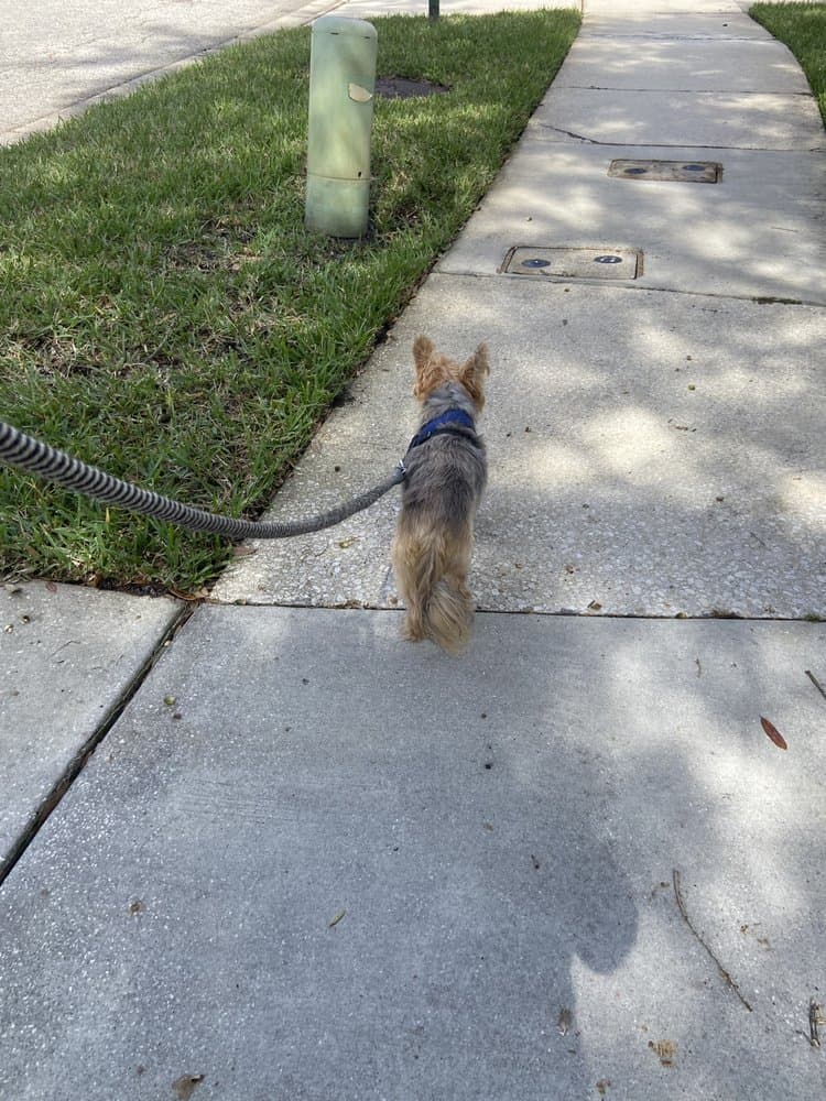 Pawsitive Pet Care