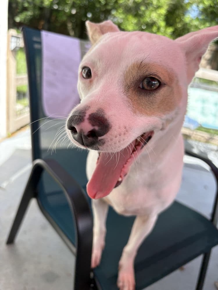 Panacea Pet Resort