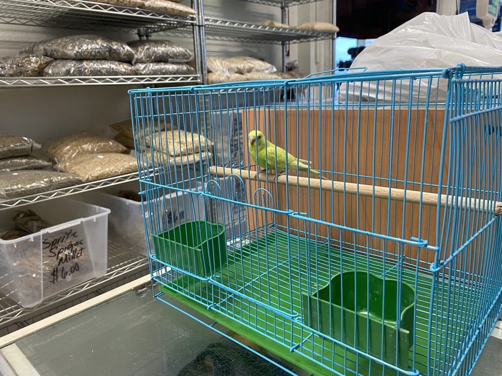 Robinson 01 Pet Shop
